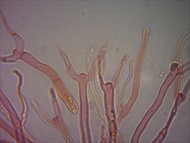 Dacrymyces variisporus